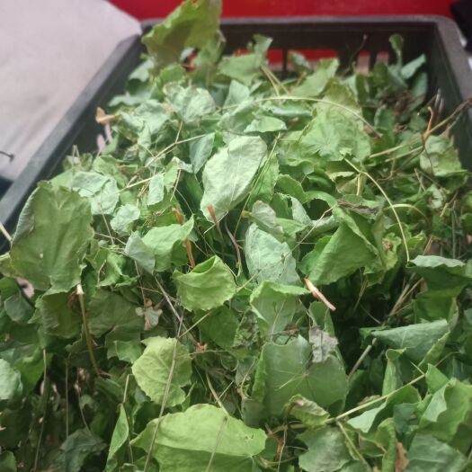 嵩县河南嵩县深山采摘淫羊藿，小圆叶，高含量，高海拔生长