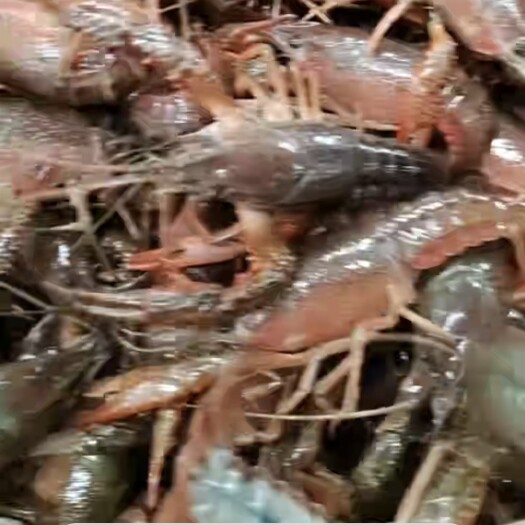潜江市江苏兴化蟹塘虾4-6钱