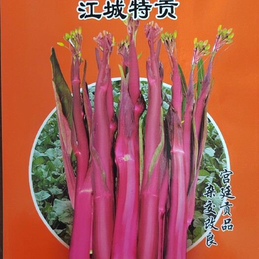 绵阳品质型甜红菜苔种子红菜苔种子红甜菜苔种子红油菜种子