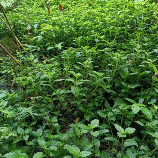 麻栗坡县香草