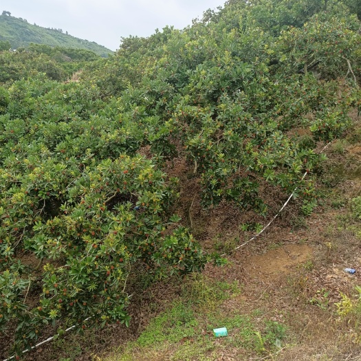 自家杨梅零售。限漳州厦门附近，量多价格可商量