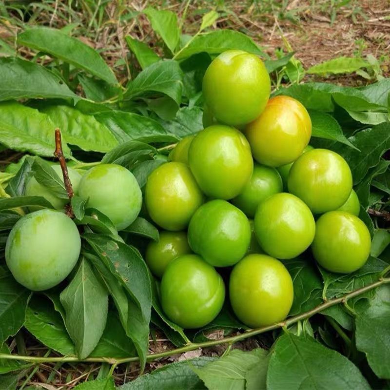 广东优质三月李产地直供 果大爽口现批现采