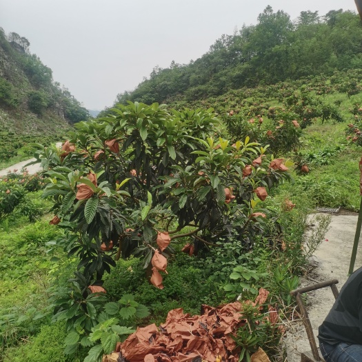独山县贵州产地大五星枇杷，基地自产自销，有不同种规格，质保甜佳！