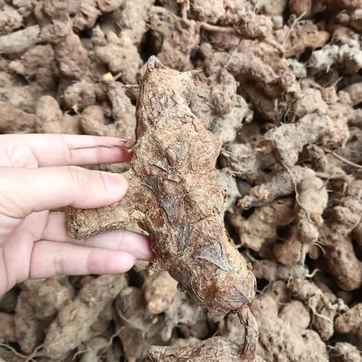 始兴县广东新鲜土茯苓白肉