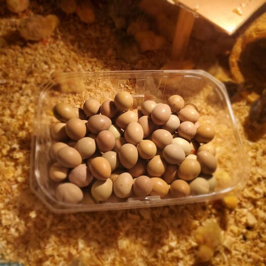 深圳8毛，50枚芦丁鸡种蛋，可孵化，包受精率85%以上。