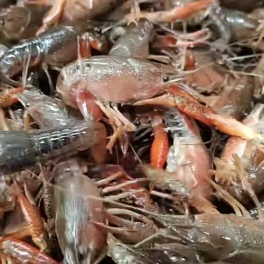 潜江市江苏精品蟹塘虾7-9钱