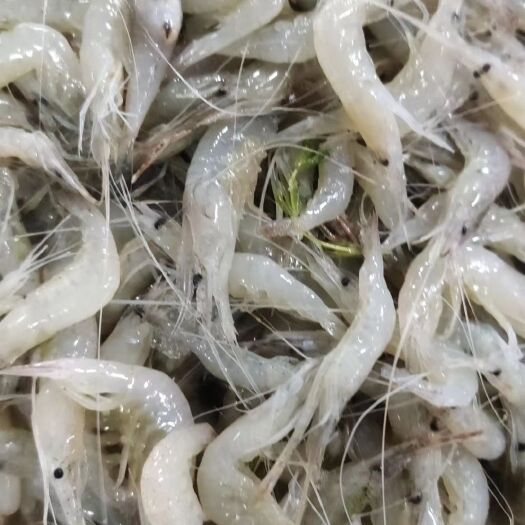 济南白米虾2-4