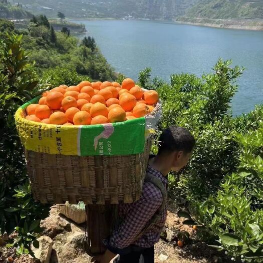 秭归县柑橘