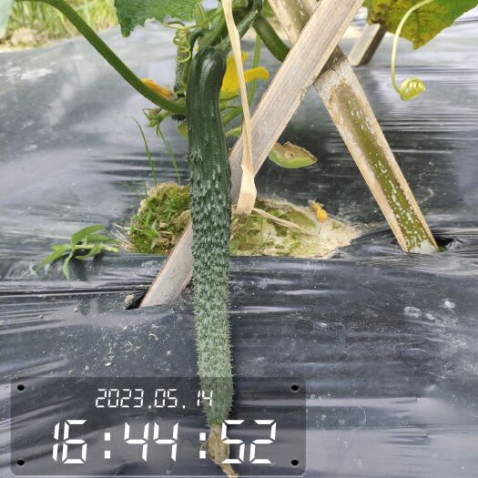 新余黑亮抗病188刺黄瓜，无公害种植的黄瓜。