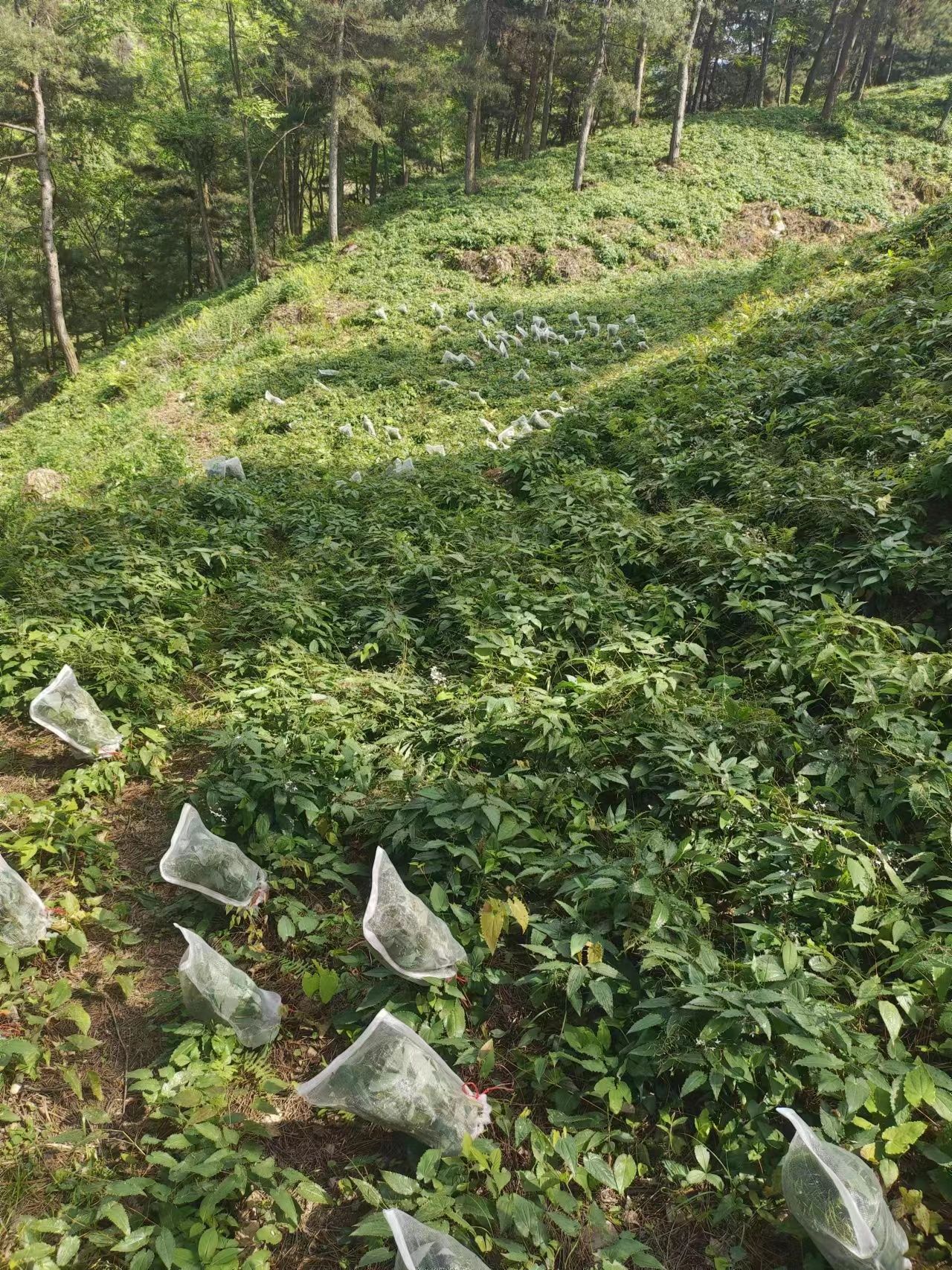 淫羊藿种子 高含量柔毛品种 产地货批发质优价廉