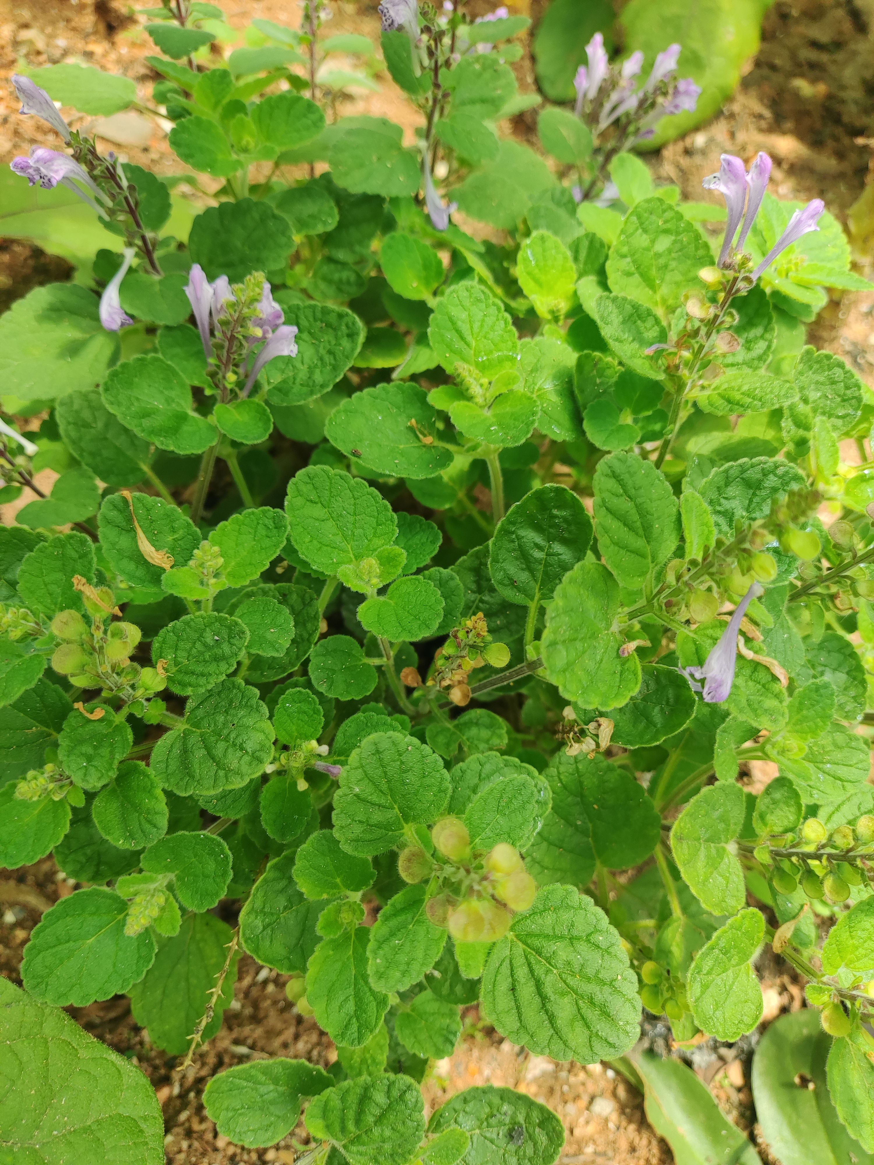 韩信草