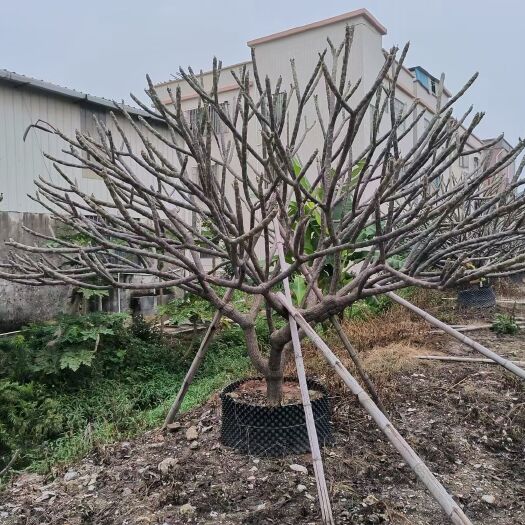 漳浦县供应5-20公分红花黄花白花鸡蛋花绿化工程袋苗