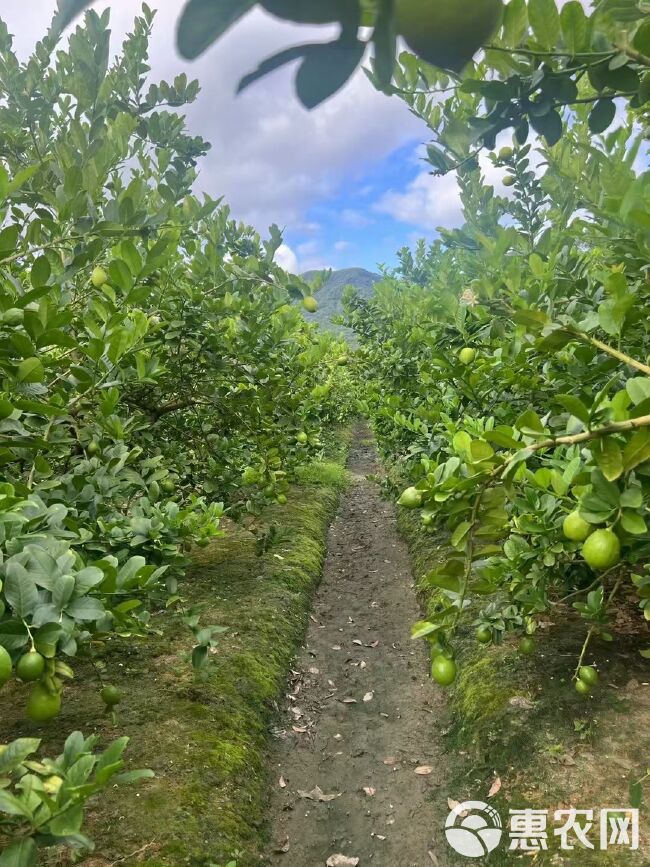 广东香水柠檬  一级果  现摘现发