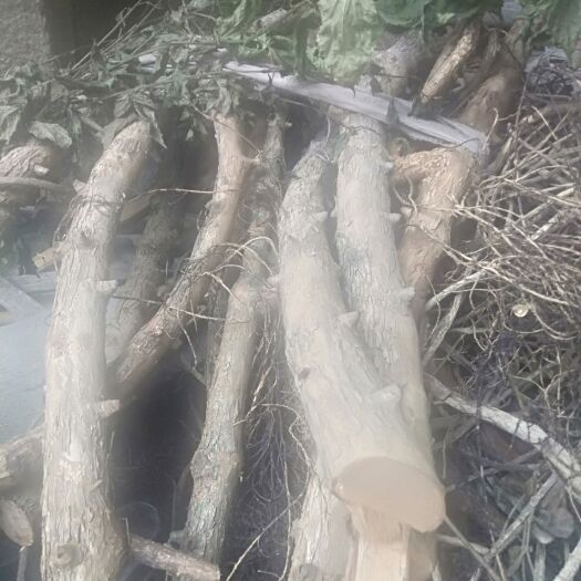揭阳八角枫根