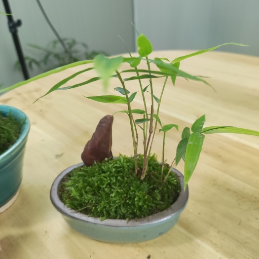 南靖县红观音竹鸿运竹红竹