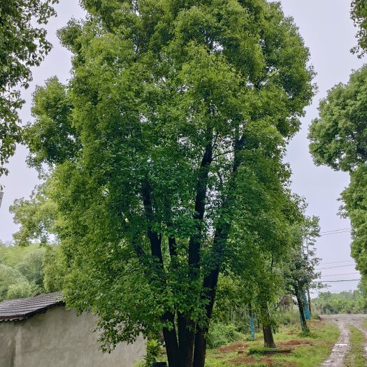 益阳从生香樟，多杆香樟，自己苗圃，基地直销，一手货源