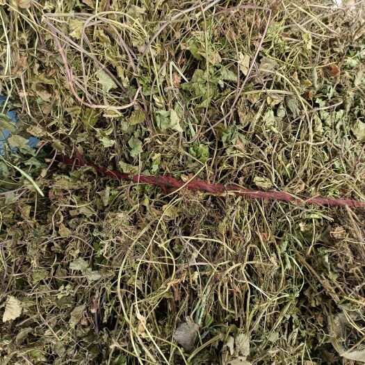 连钱草2024新货马蹄草透骨消遍地香一手货源产地直发批发零售