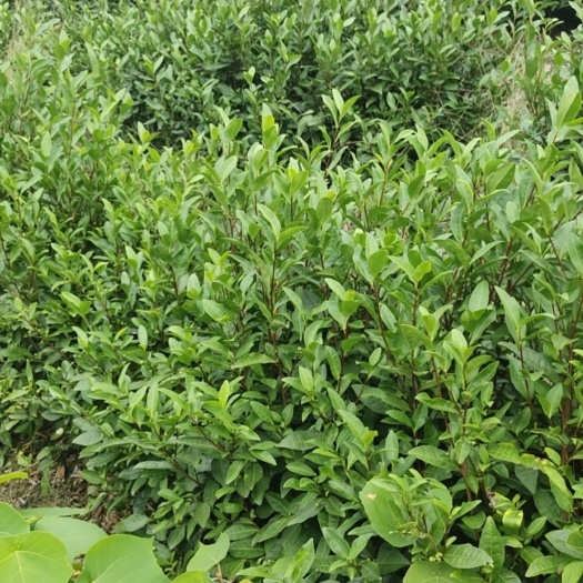 三都县茶园转让