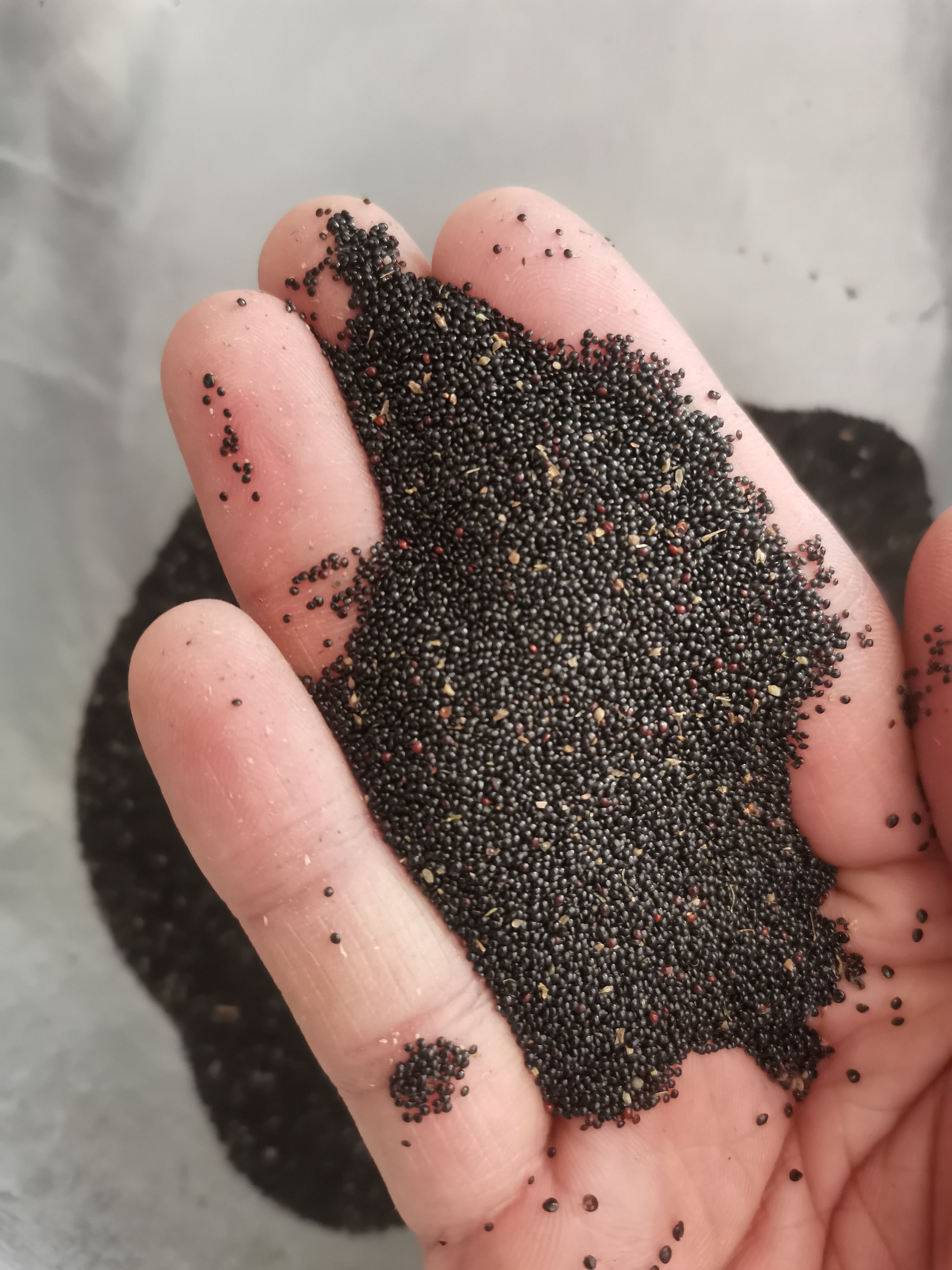 青葙子 正品无硫青葙子 大粒青葙子 【假一赔十】