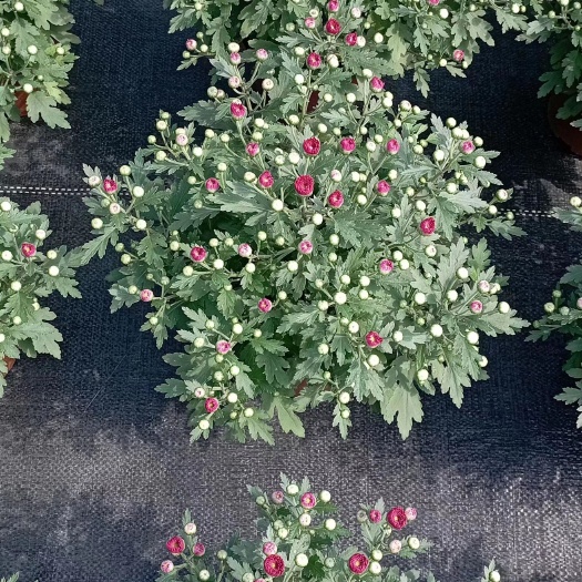广州球菊（千头菊）多花千头菊室内室外常备花卉盆栽净化新鲜空气环境