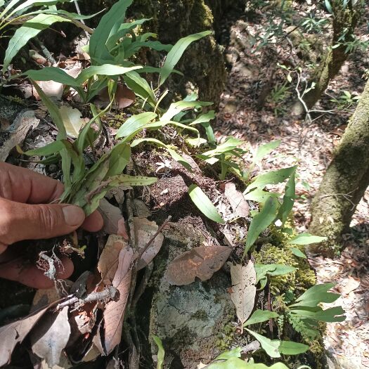 禄劝县化石草一手货源，深山老林里面采回来的