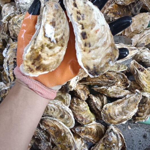饶平县广东生蚝批发全壳半壳新鲜特大牡蛎海蛎子原产地直邮汫洲