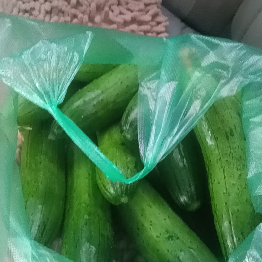 黄瓜