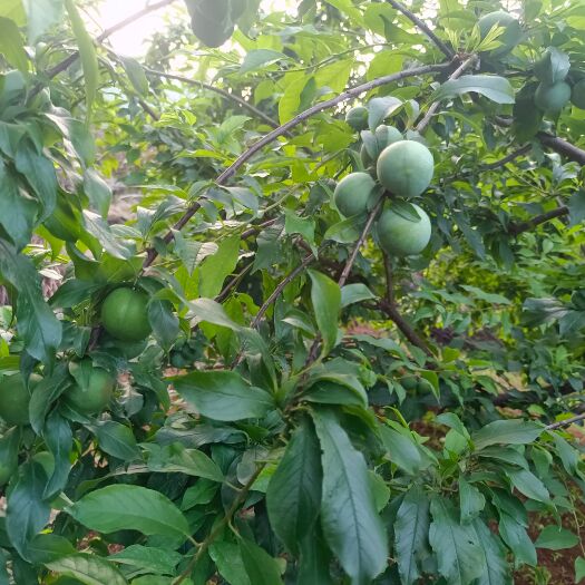 恭城县三华李，快熟了，可以提前预定，第一批果供您预定，价格好商量