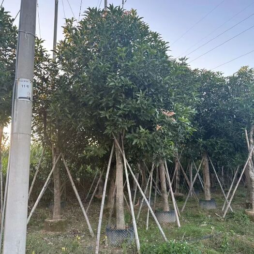 漳浦县5-30公分芒果树绿化果树果苗工程袋苗