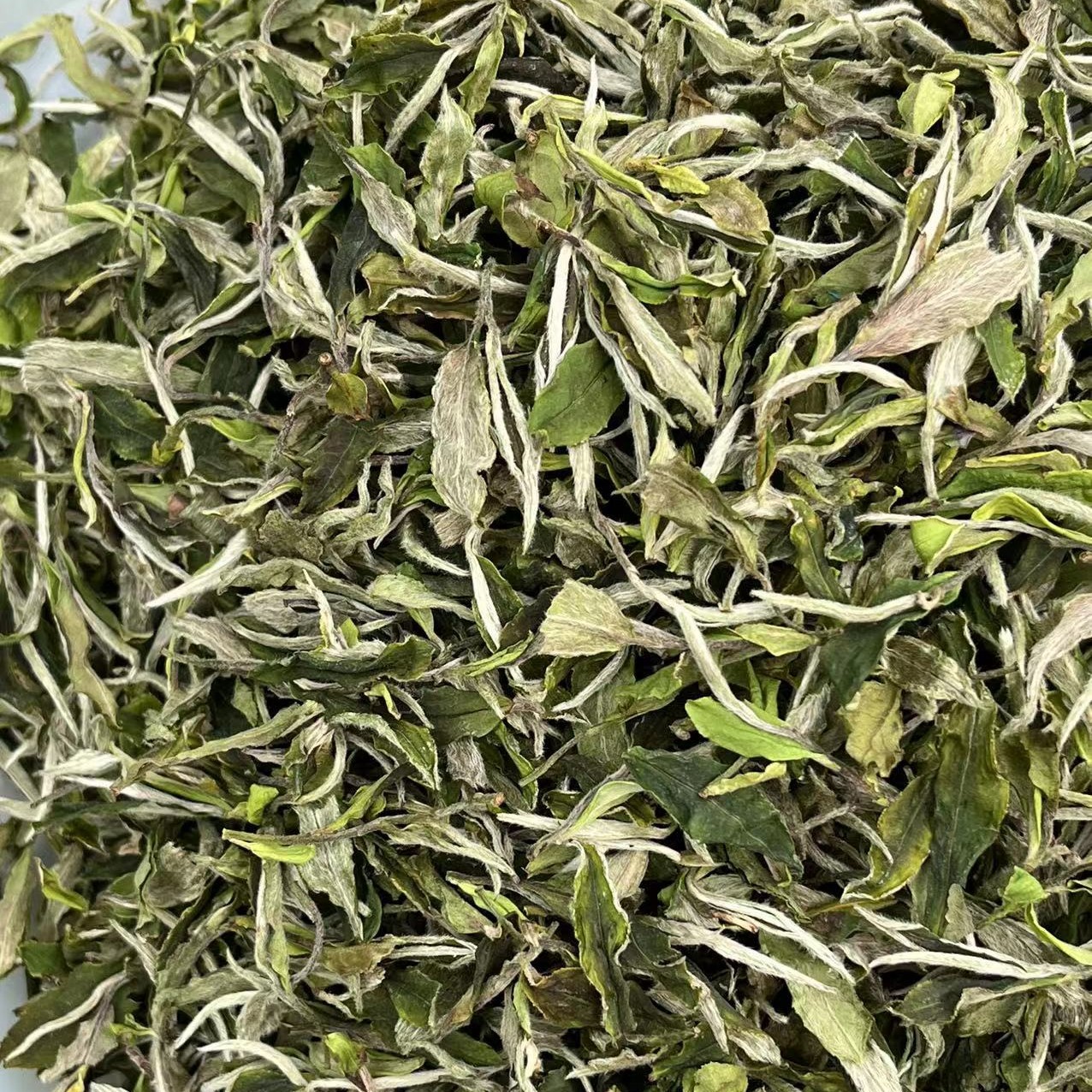 云南普洱特色产区源头直销高山荒野大叶种品质老白茶美人月光白