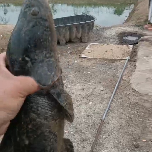 黑鱼  乌鳢肉中含蛋白质脂肪多种氨基酸还含有人体必需的矿物质