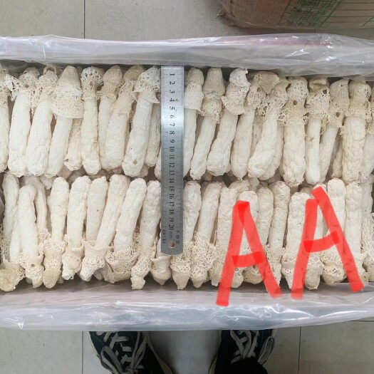 产地直销批发 烘干红托竹荪织金贵州竹荪菌菇干货蘑菇竹笙土特产