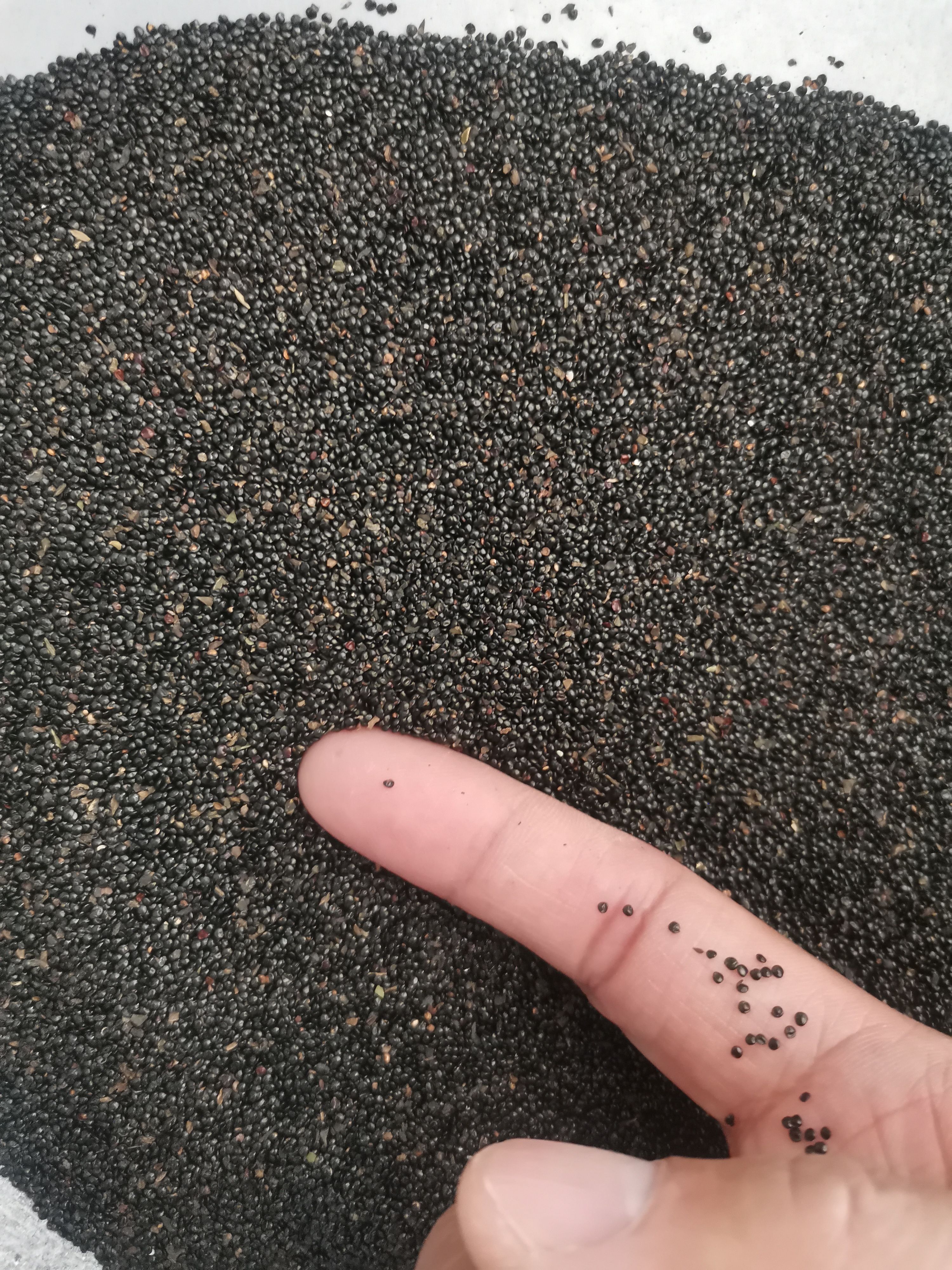 青葙子 正品无硫青葙子 大粒青葙子 【假一赔十】