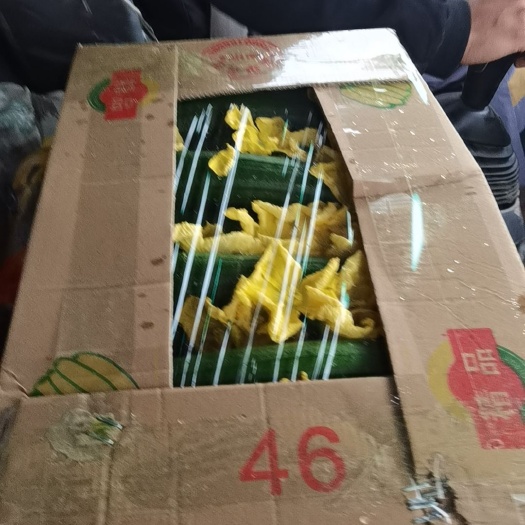 南通丝瓜