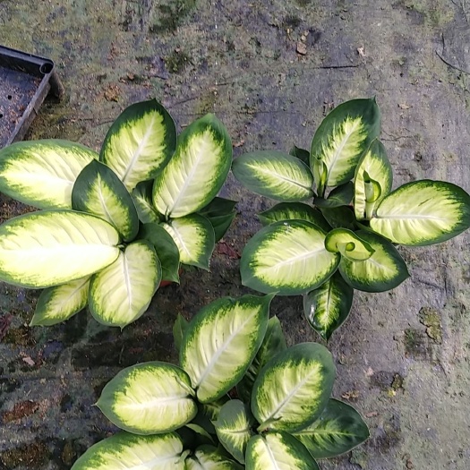 广州玛丽安室内盆栽园林花卉景观常备绿色植物花卉产品净化新鲜空气绿