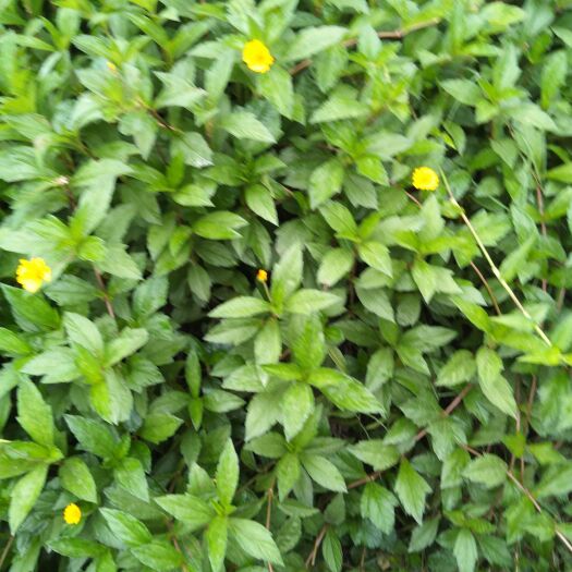 蟛蜞菊新鲜现采摘茎叶