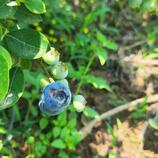 孝感蓝莓