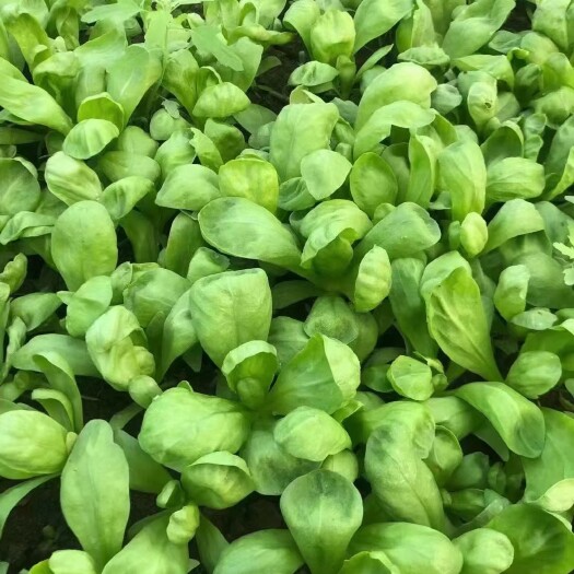 南通大叶茼蒿