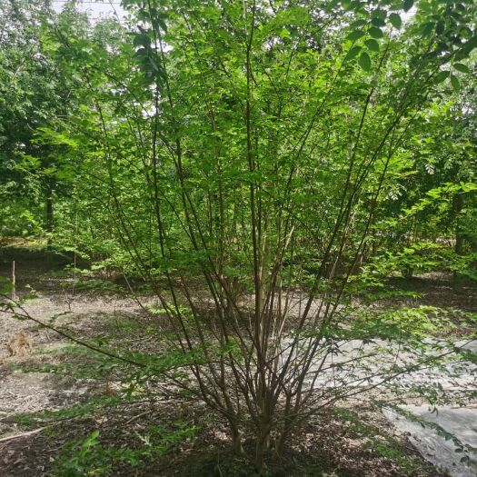 都江堰市丛生紫薇