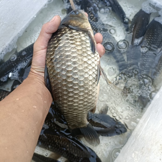 广州中科5号鲫鱼