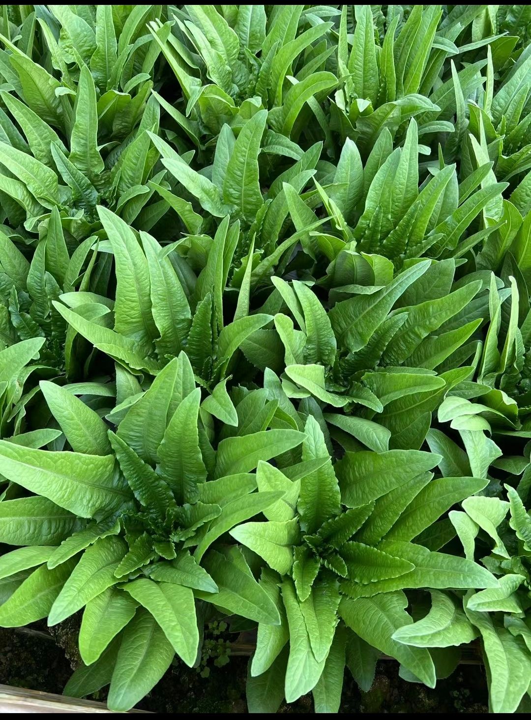 代辦各種蔬菜