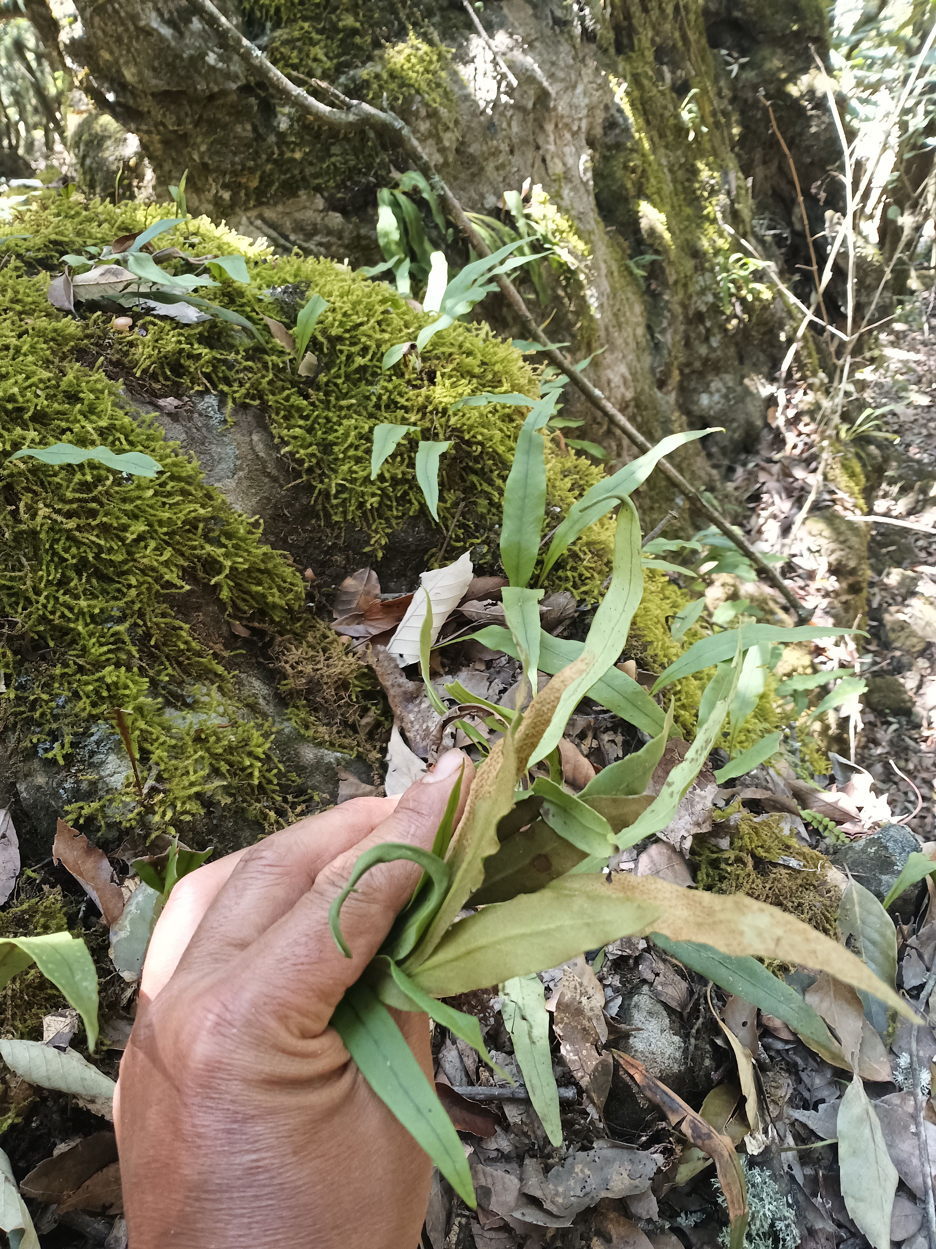 深山老林峡谷里面的化石草