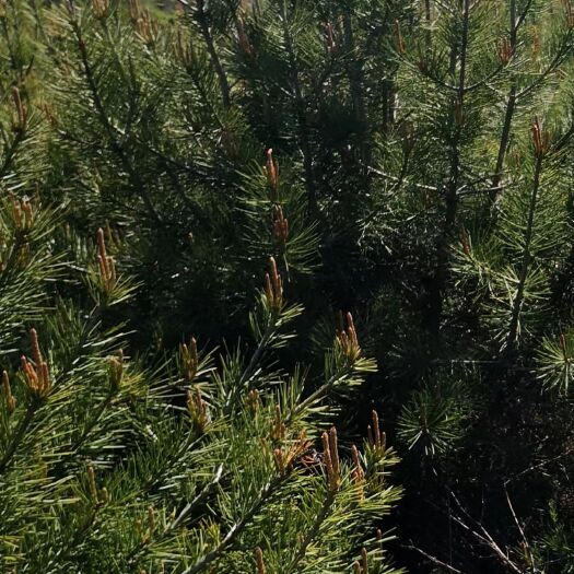 威海虎皮松，景观树，2米左右，总共9千多棵，种了8年了。