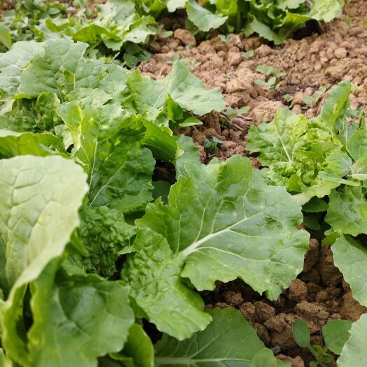 福泉市大量优质白菜出售，无农药残留，无化肥，全羊粪种植，量大从优