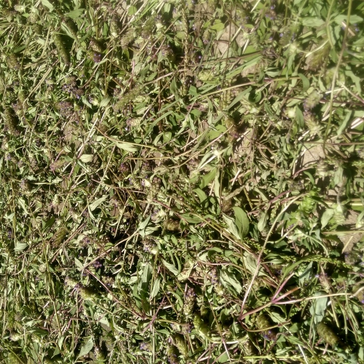 宜春夏枯草 2023新品干货 人工挑选全草嗮干 江西中草药材