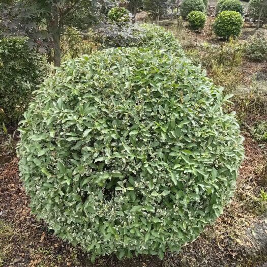 都江堰市金姬小蜡球