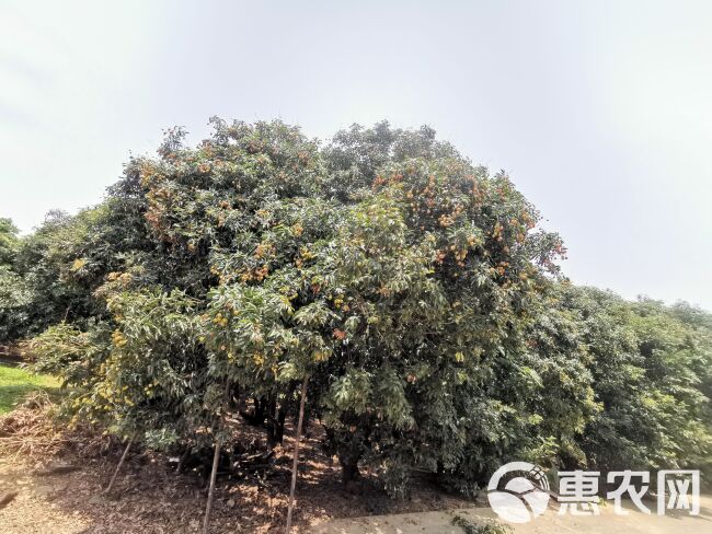 广东茂名白蜡荔枝一手货源，欢迎咨询