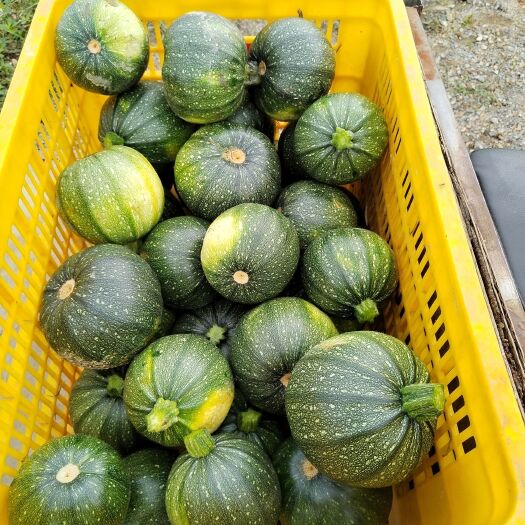 玉林圆西葫芦