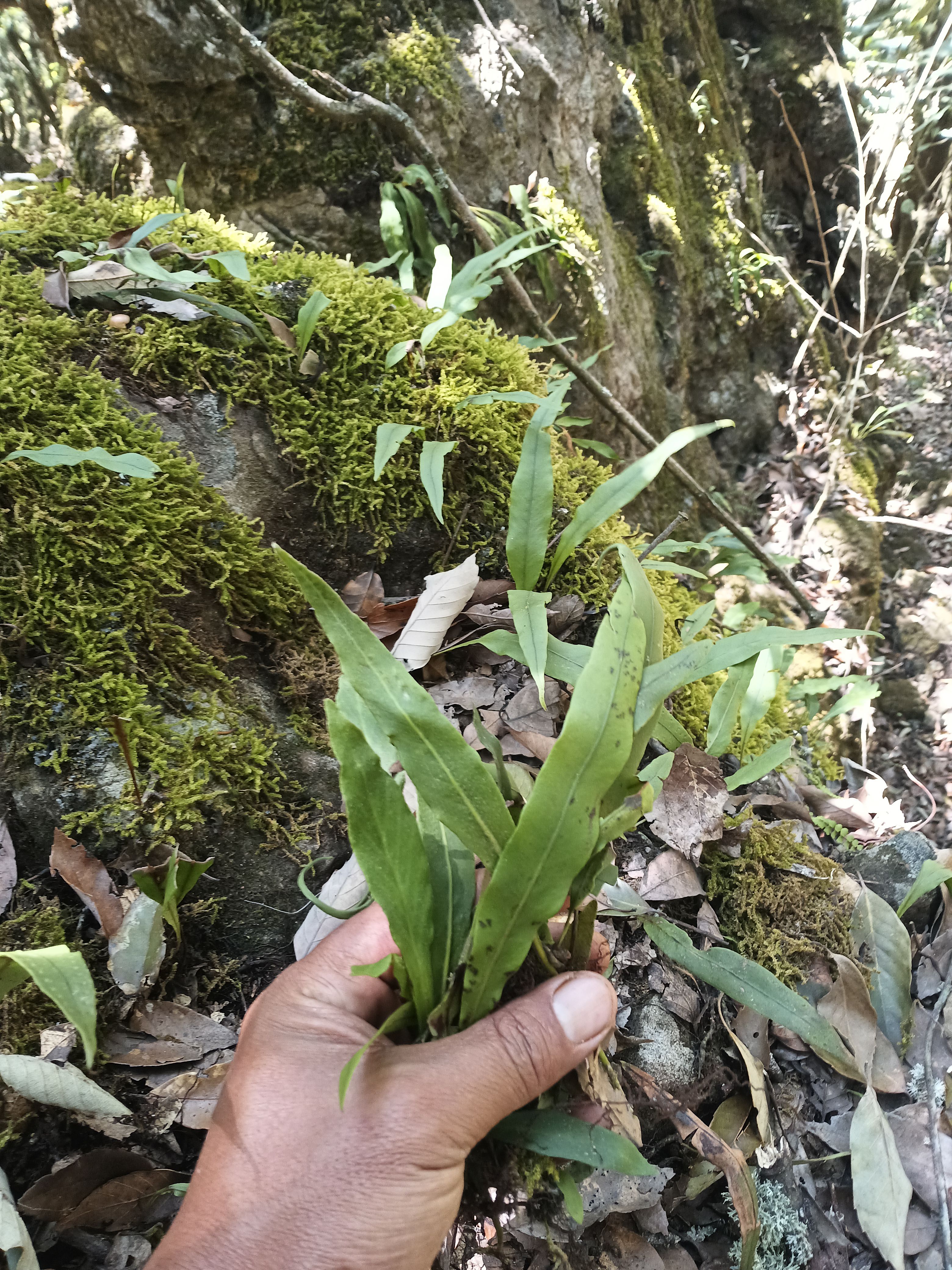 深山老林峡谷里面的化石草