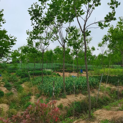 南京大量供应无患子价格美丽